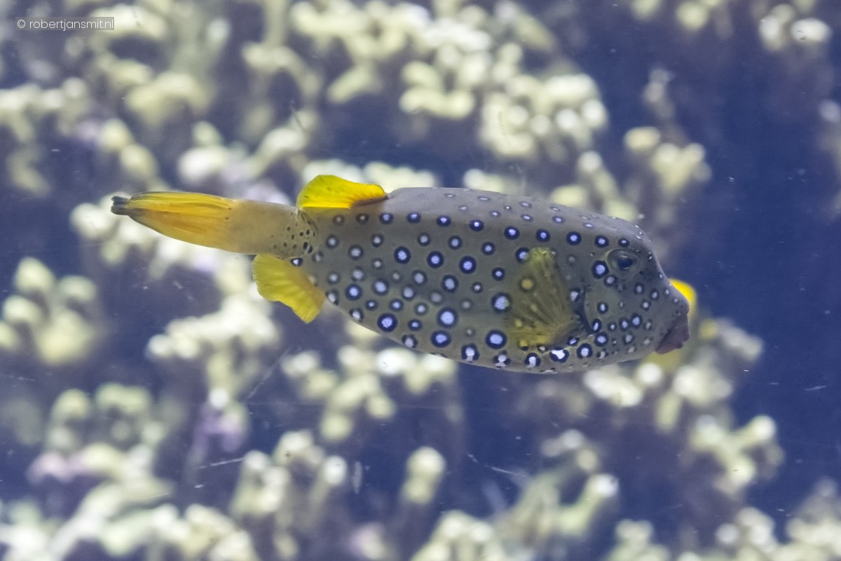 Foto van Geelbruine koffervis (Ostracion cubicus) in Burgers Zoo Arnhem