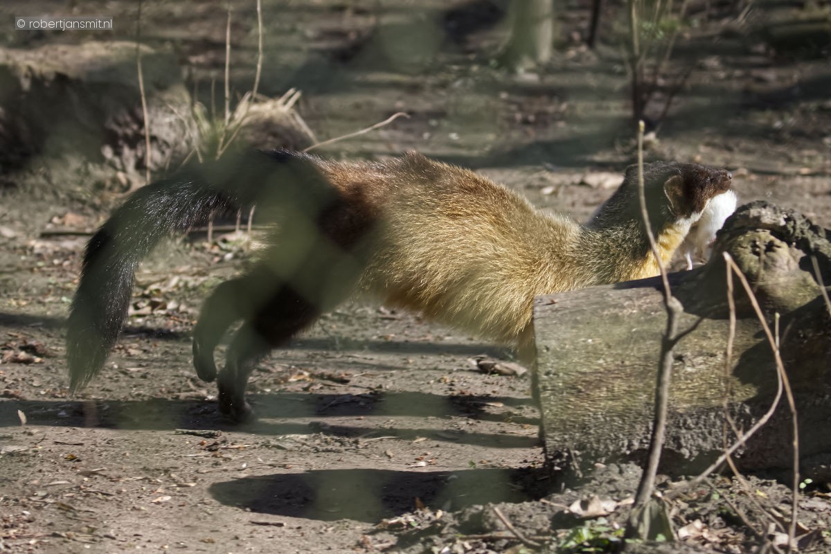Foto van Geelkeelmarter (Martes flavigula aterrima) in Tierpark Berlin