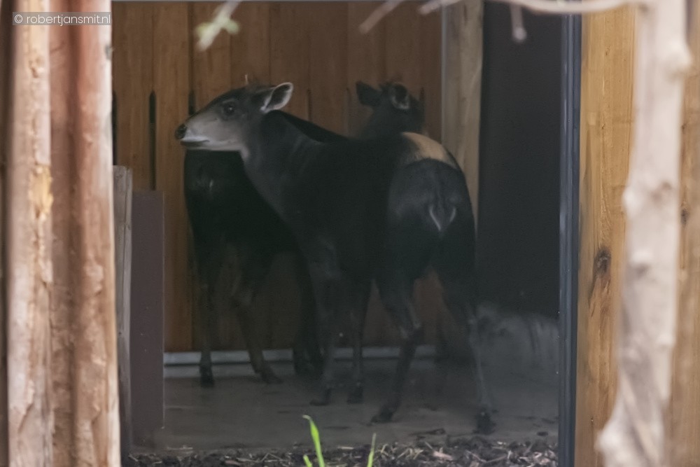 Foto van Geelrugduiker (Cephalophus silvicultor) in ZooParc Overloon