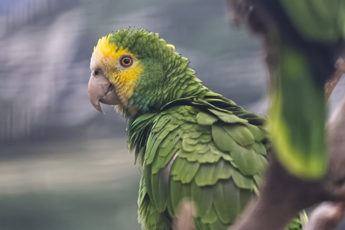 Foto van Geelvleugelamazone (Amazona barbadensis) in Avifauna Alphen a/d Rijn