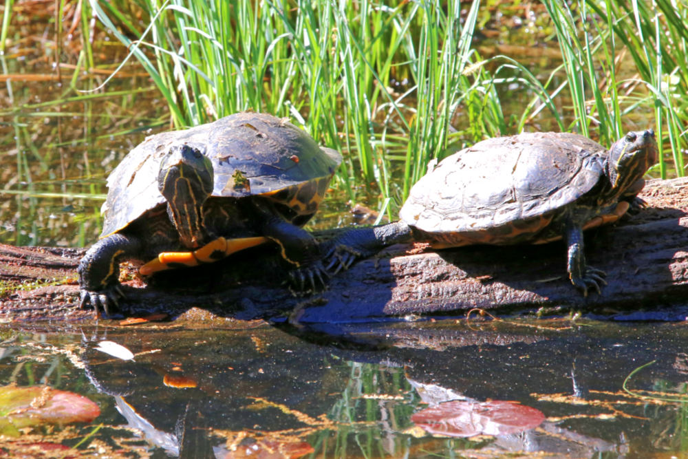 Geelwangschildpad 