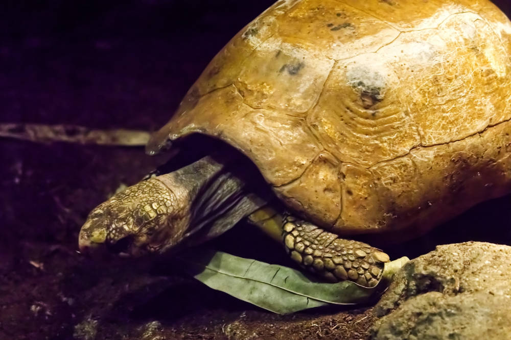 Geelwangschildpad 