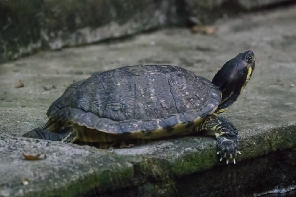 Geelwangschildpad 