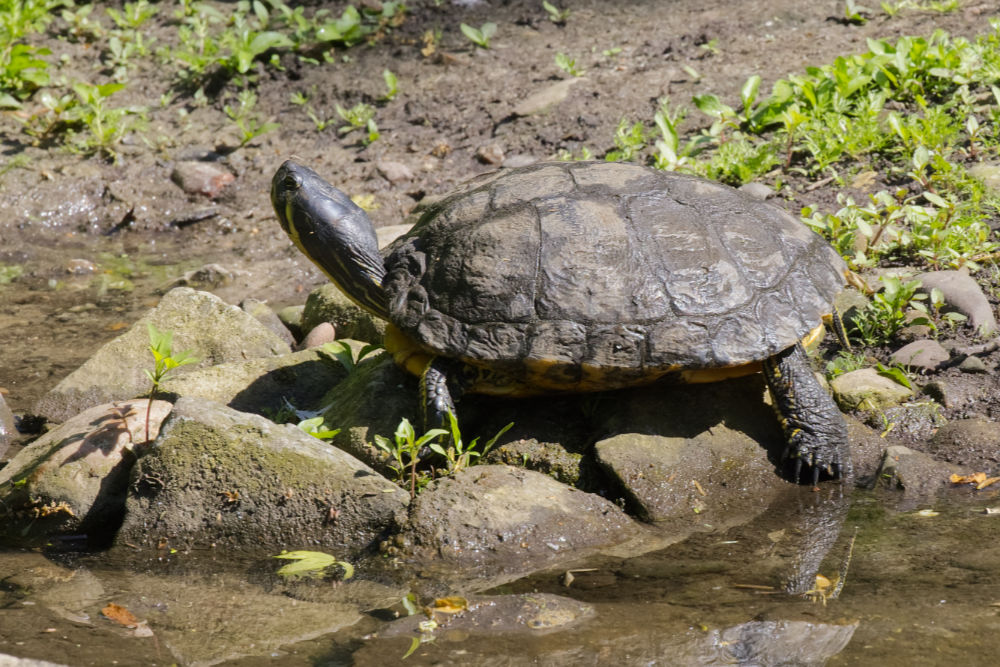Geelwangschildpad 