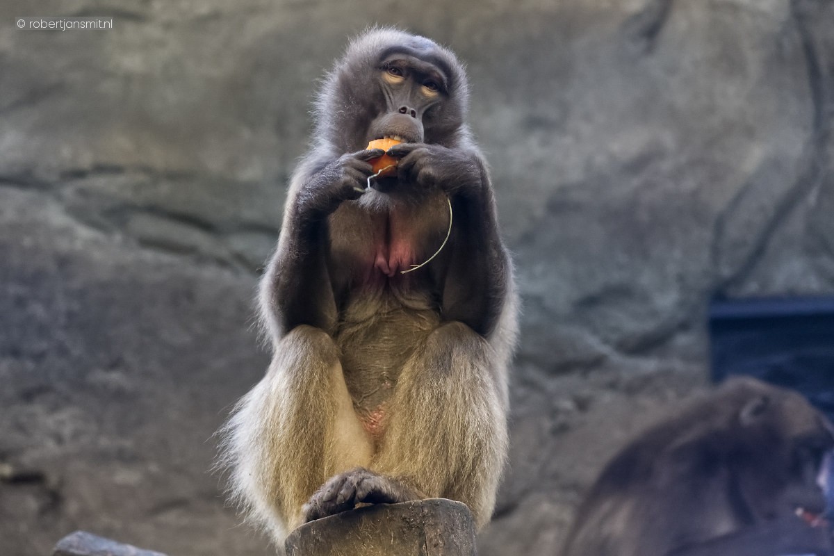 Foto van Gelada (Theropithecus gelada) in Tierpark Berlin