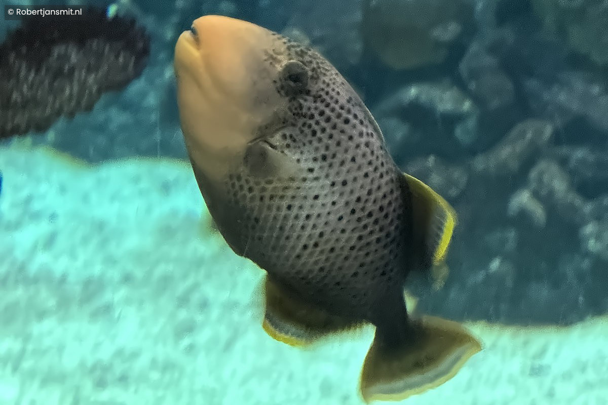 Foto van Geelrandtrekkersvis (Rhinecanthus flavimarginatus) in Burgers Zoo Arnhem