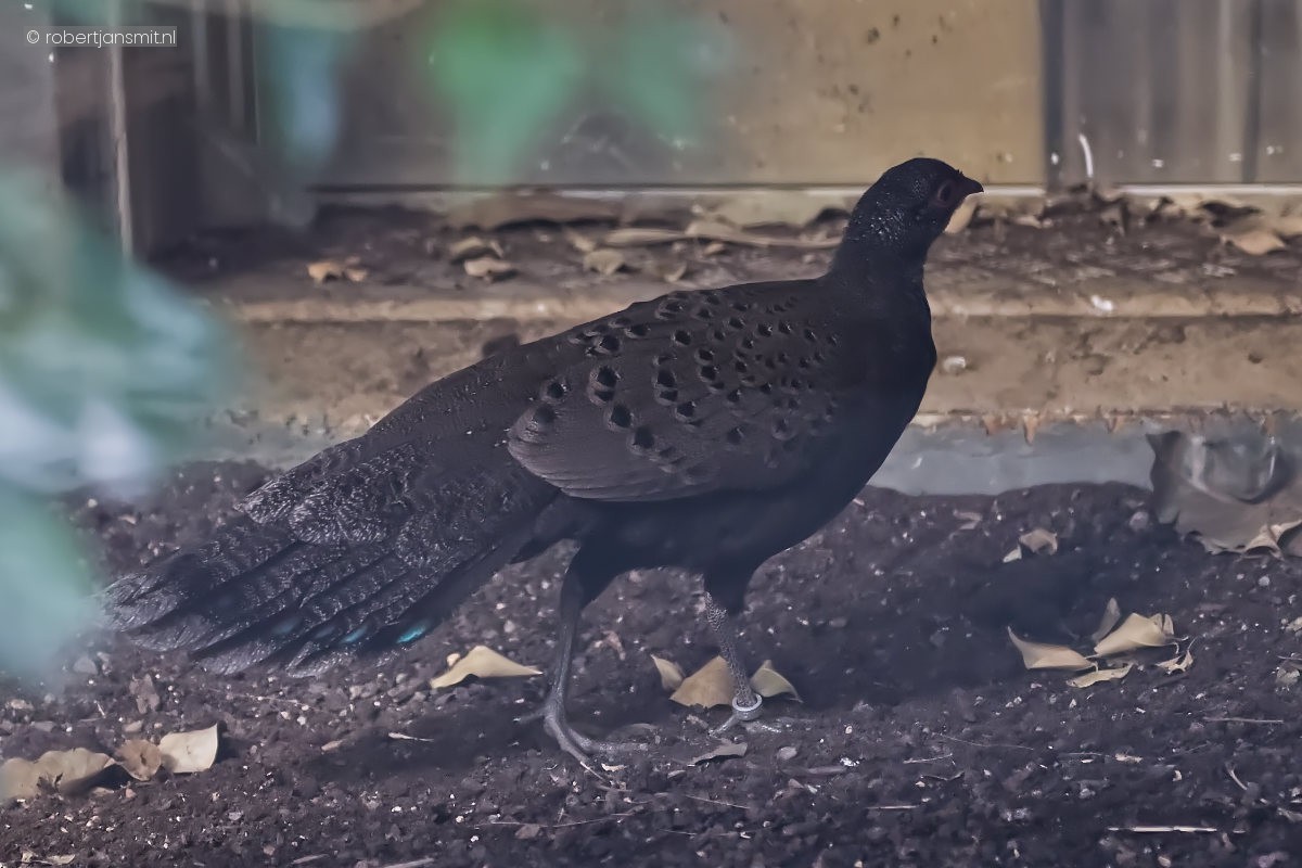 Foto van Germains pauwfazant (Polyplectron germaini) in Zoo Berlin