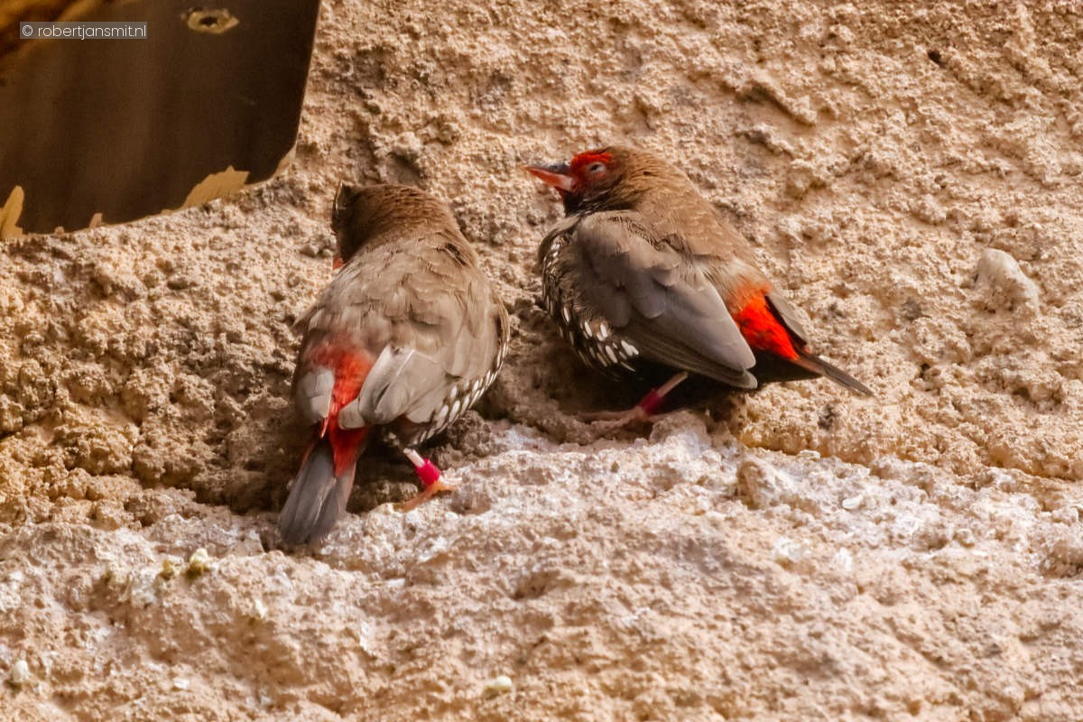 Foto van Geschilderde astrild (Emblema pictum) in Zoo Berlin