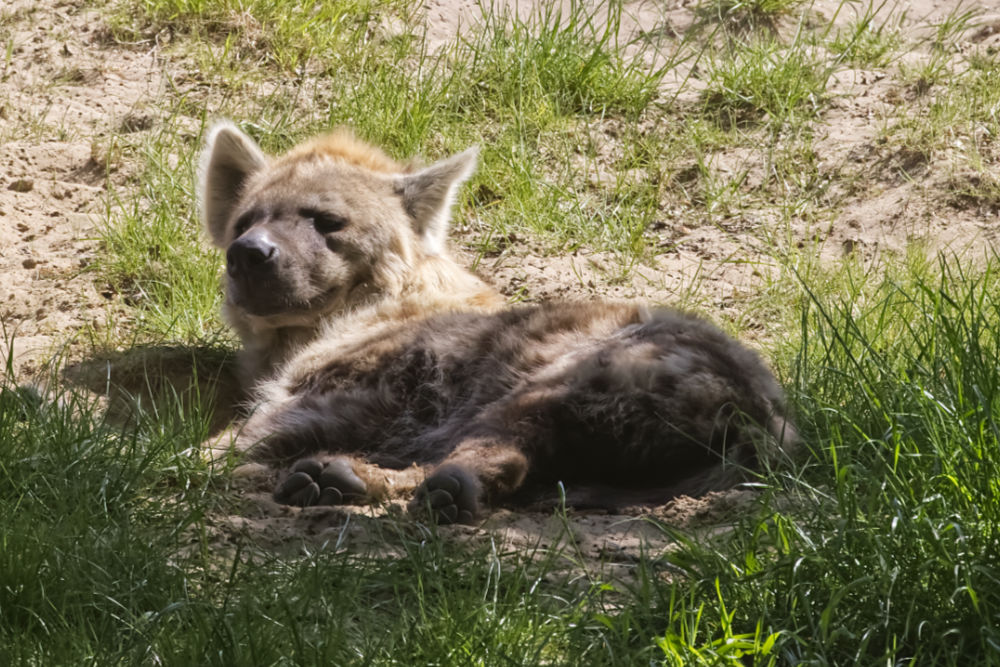 Gevlekte hyena 