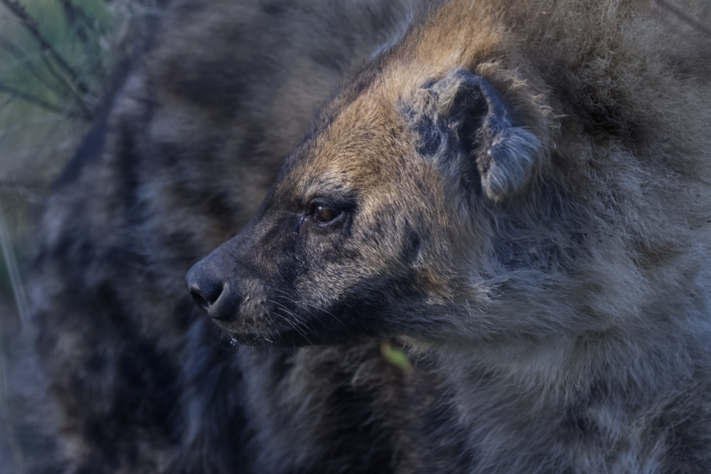 Gevlekte hyena 