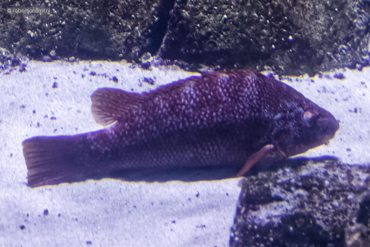 Foto van Gevlekte lipvis (Labrus bergylta) in Blijdorp Rotterdam