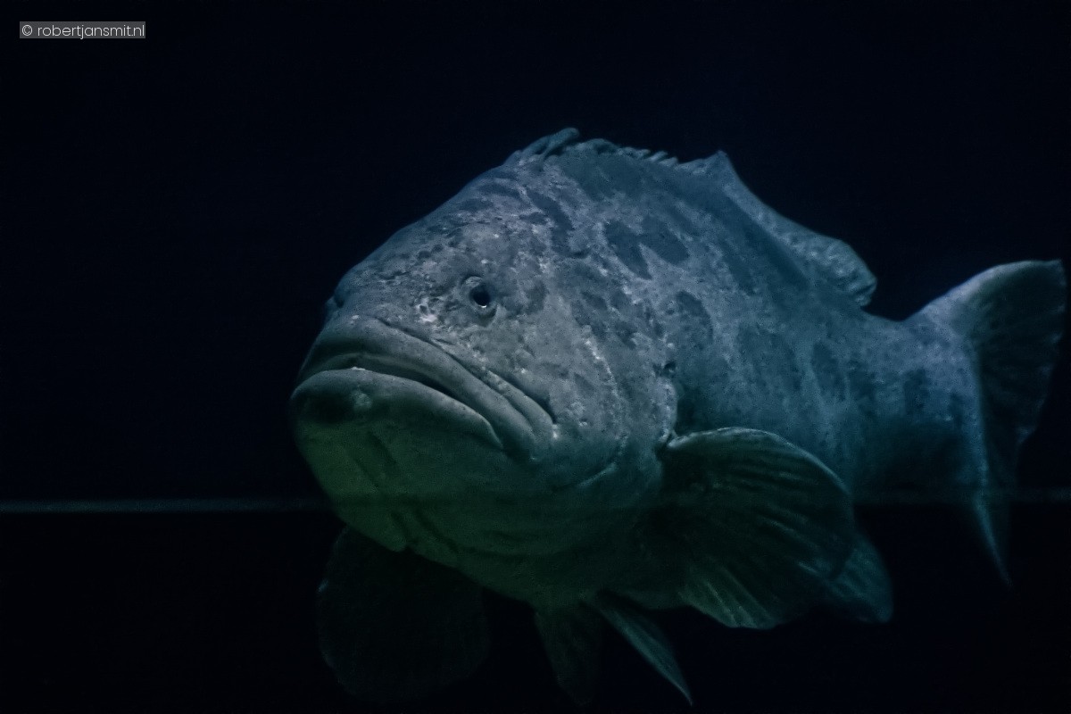 Foto van Gevlekte reuzentandbaars (Epinephelus tukula) in Burgers Zoo Arnhem