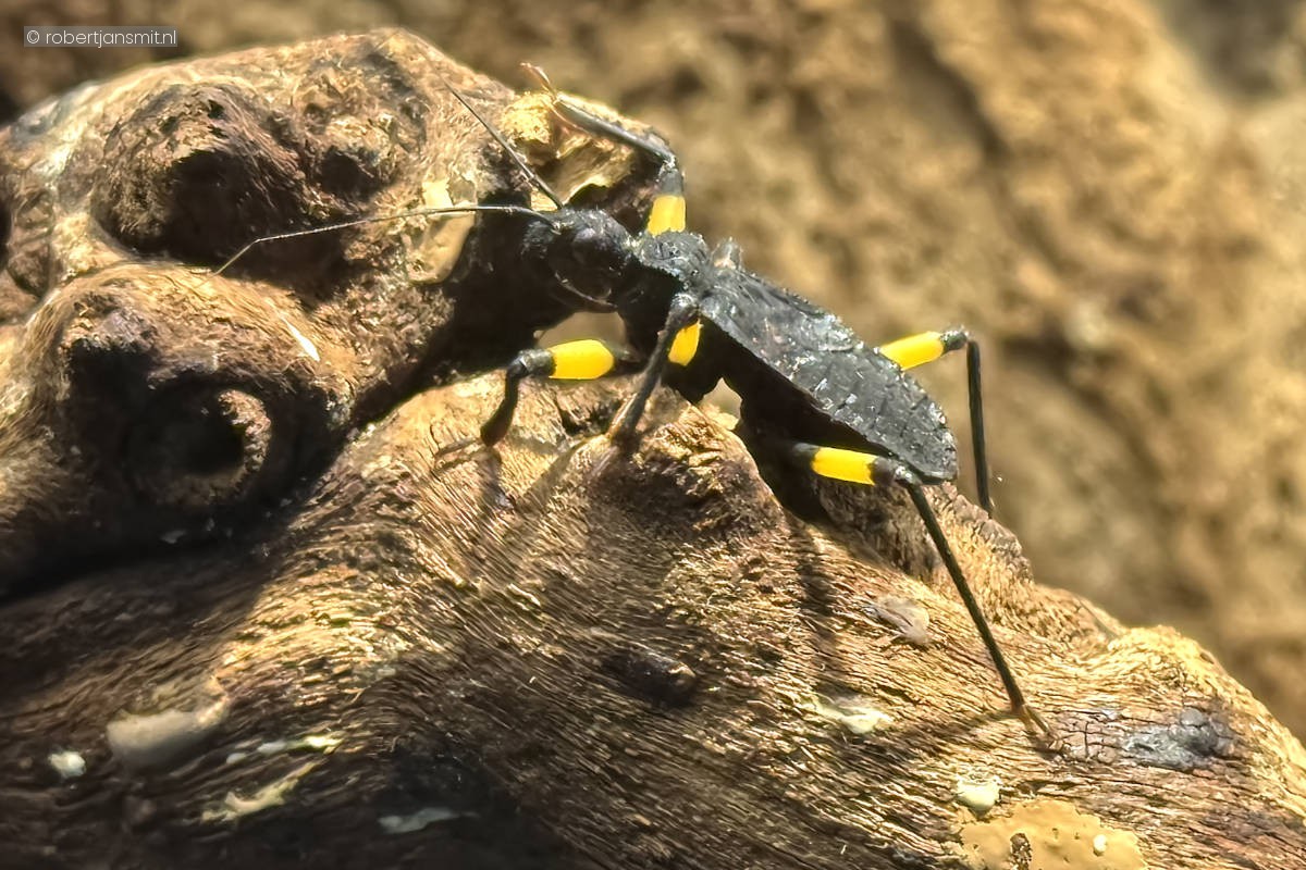 Foto van Gevlekte Roofwants (Platymeris biguttatus) in Artis Amsterdam