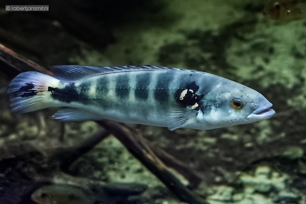 Foto van Ringstaart Snoekcichlide (Crenicichla saxatilis) in Blijdorp Rotterdam