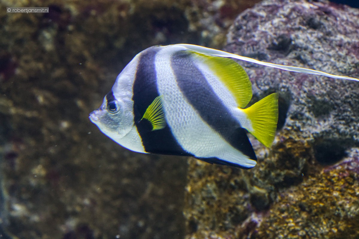 Foto van Gewone wimpelvis (Heniochus acuminatus) in Artis Amsterdam