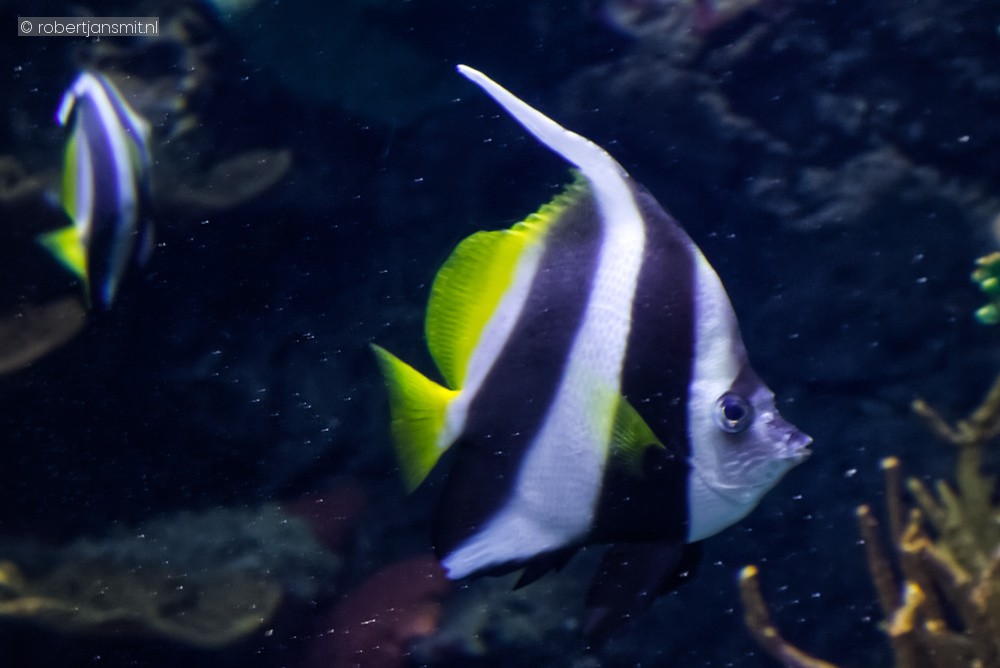Foto van Gewone wimpelvis (Heniochus acuminatus) in Blijdorp Rotterdam
