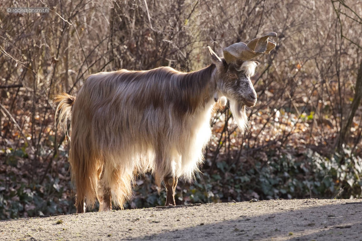 Foto van Girgentanageit (Capra hircus girgentana) in Tierpark Berlin