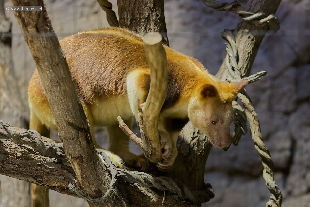 Foto van Goodfellowboomkangoeroe (Dendrolagus goodfellowi) in Tierpark Berlin
