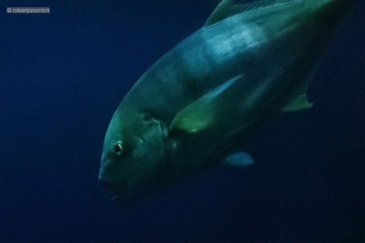 Foto van Gouden horsmakreel (Gnathanodon speciosus) in Burgers Zoo Arnhem