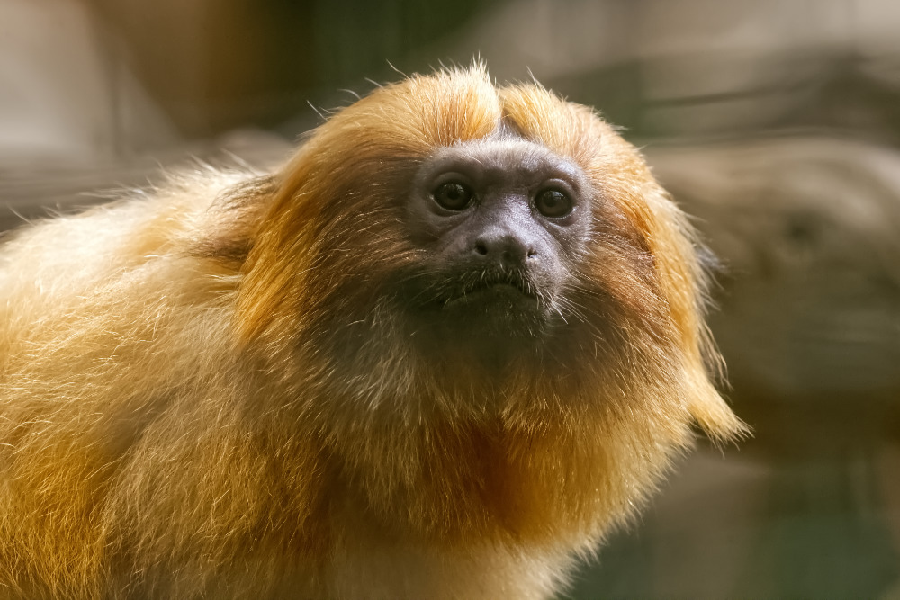 Foto van Gouden leeuwaapje (Leontopithecus rosalia) in Pairi Daiza België
