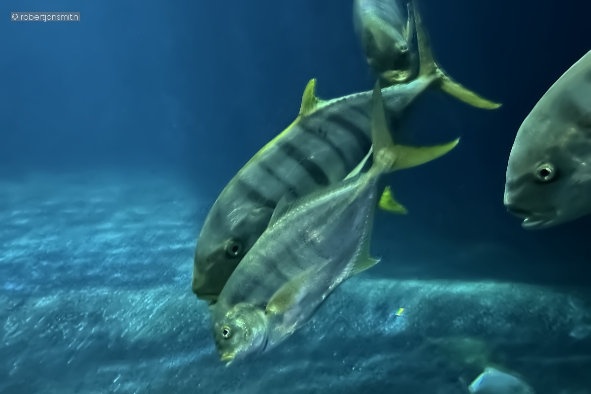 Foto van Gouden makreel (Gnathanodon speciosus) in Burgers Zoo Arnhem