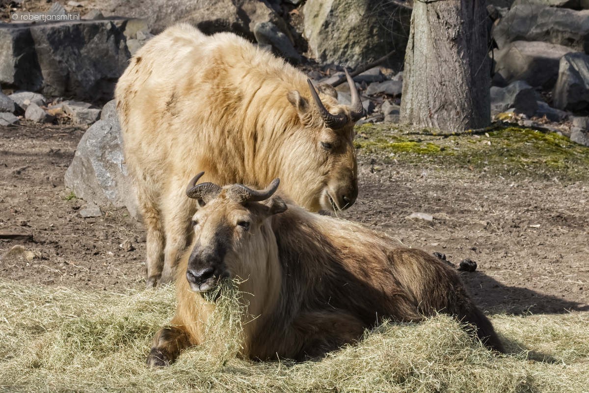 Foto van Gouden Takin (Budorcas taxicolor bedfordi) in Tierpark Berlin