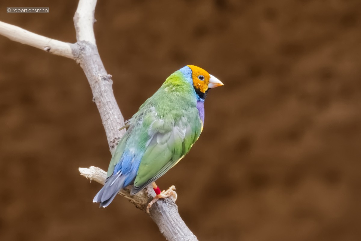 Foto van Gouldamadine (Chloebia gouldiae) in Zoo Berlin