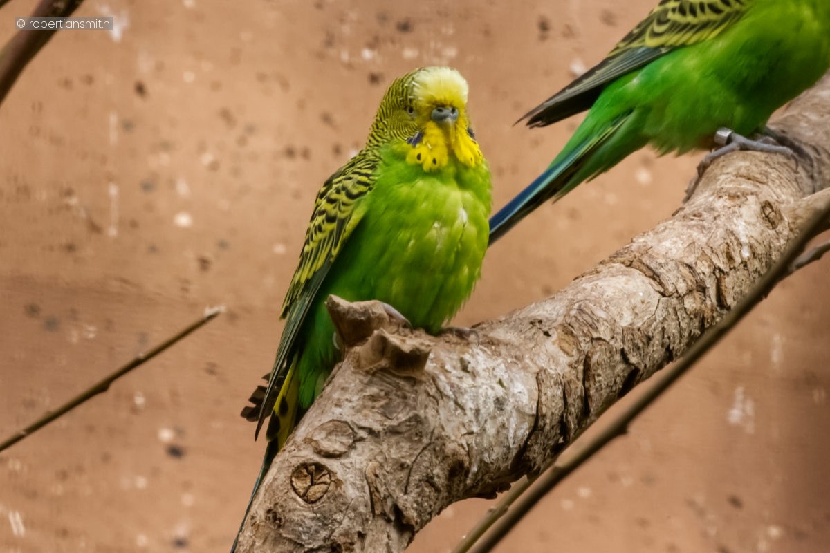 Foto van Grasparkiet (Melopsittacus undulatus) in Zoo Berlin