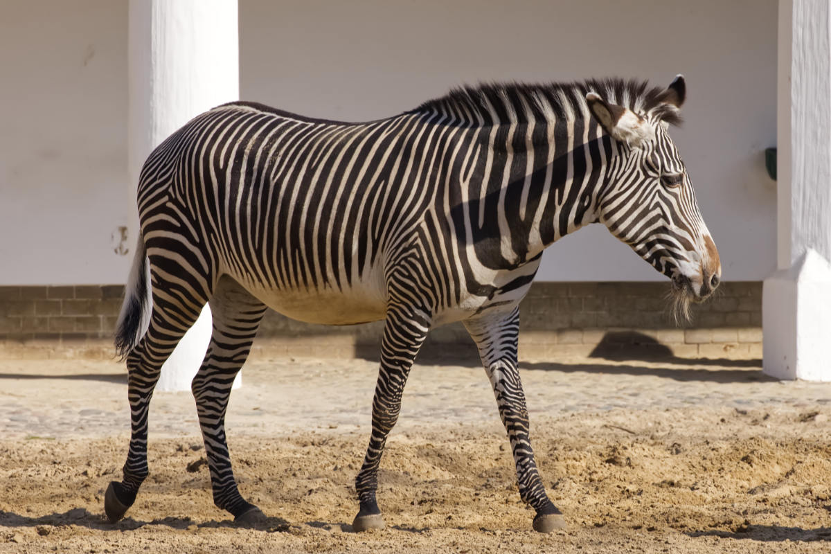 Foto van Grévyzebra (Equus grevyi) in Zoo Berlin