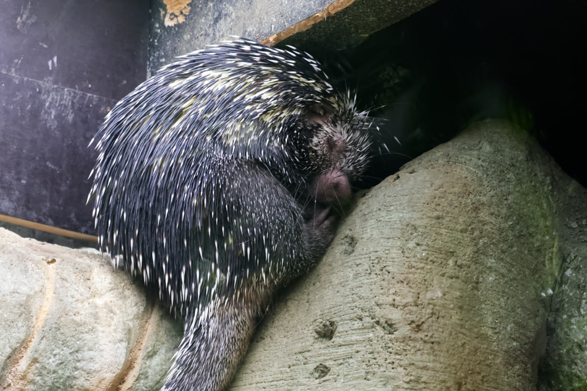 Foto van Grijpstaartstekelvarken (Coendou prehensilis) in Dierenpark Hoenderdaell Anna Paulowna