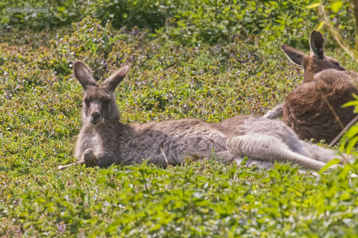 Foto van Grijze reuzenkangoeroe (Macropus giganteus) in Zoo Krefeld