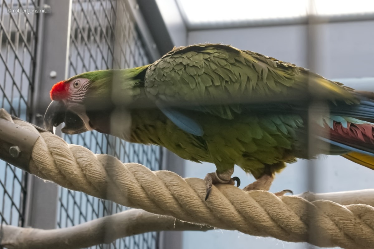 Foto van Groene ara (Ara militaris) in Zoo Berlin