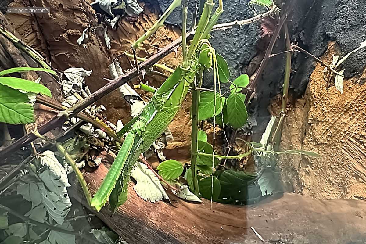 Foto van Groene bladtak (Heteropteryx dilatata) in Artis Amsterdam