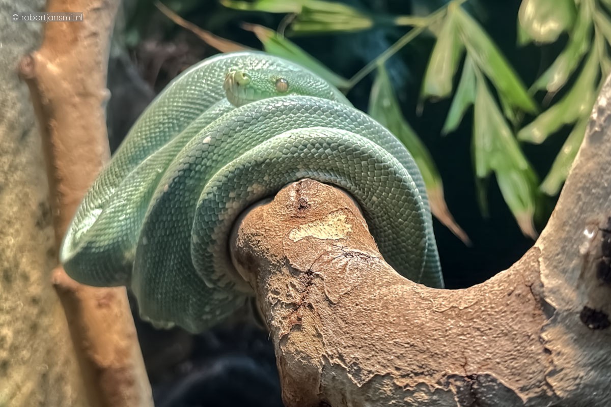 Foto van Groene boompython (Morelia viridis) in Artis Amsterdam