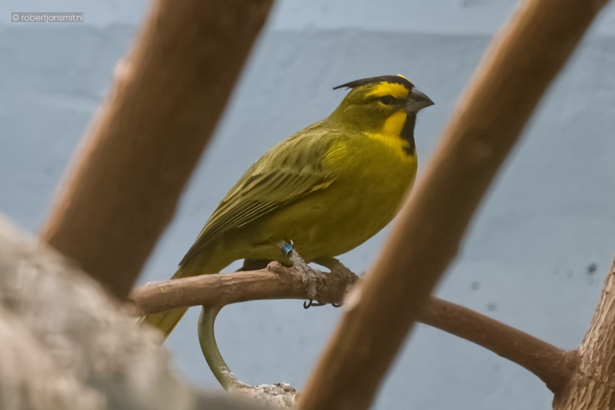 Foto van Groene kardinaal (Gubernatrix cristata) in Zoo Berlin