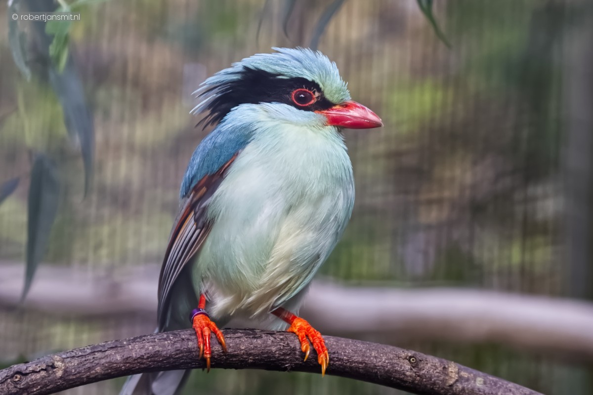 Foto van Groene kitta (Cissa chinensis) in Avifauna Alphen a/d Rijn