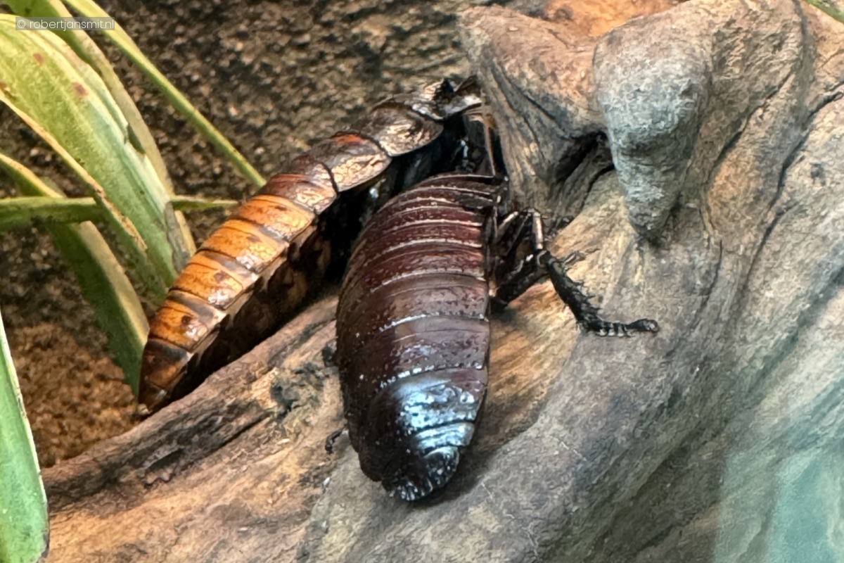 Foto van groothoornsissende kakkerlak (Gromphadorhina portentosa) in Artis Amsterdam