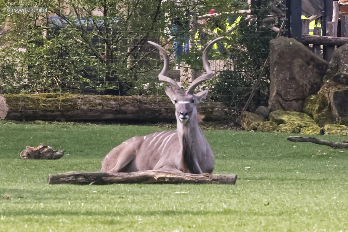 Foto van Grote koedoe (Tragelaphus strepsiceros) in Zoo Krefeld