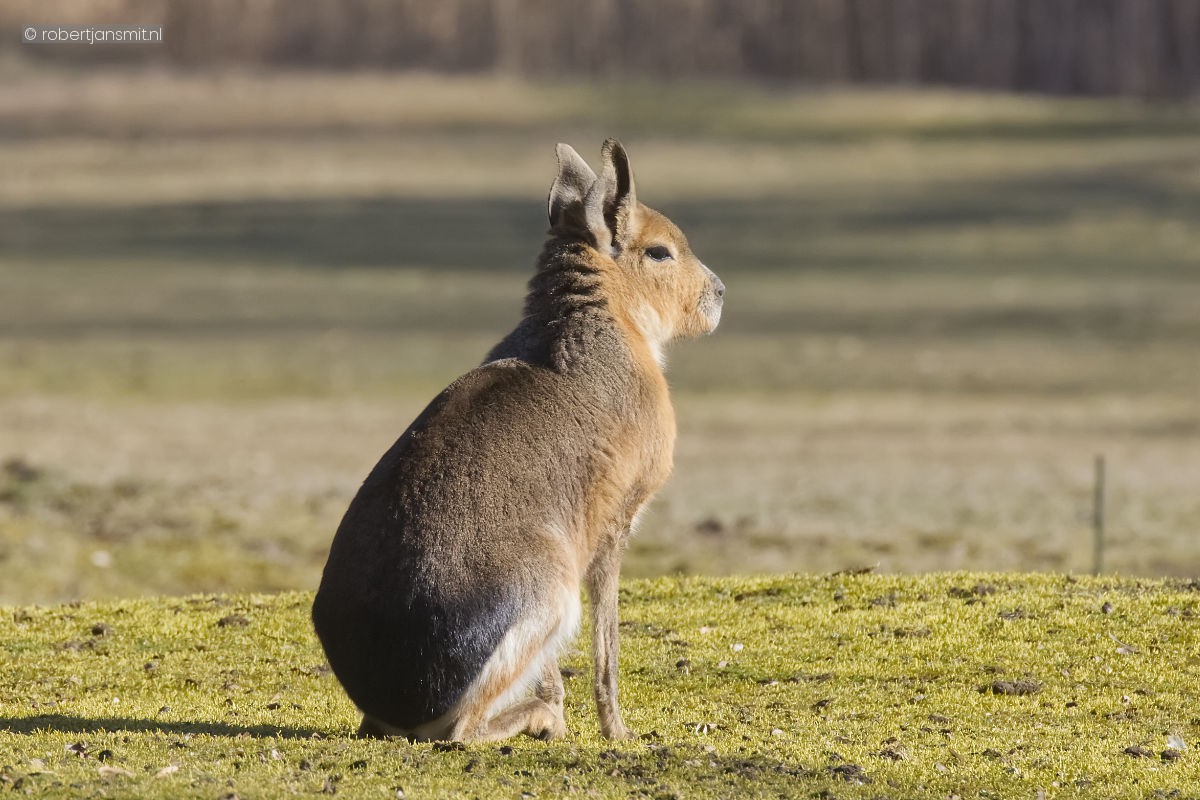 Foto van Grote mara (Dolichotis patagonum) in Tierpark Berlin