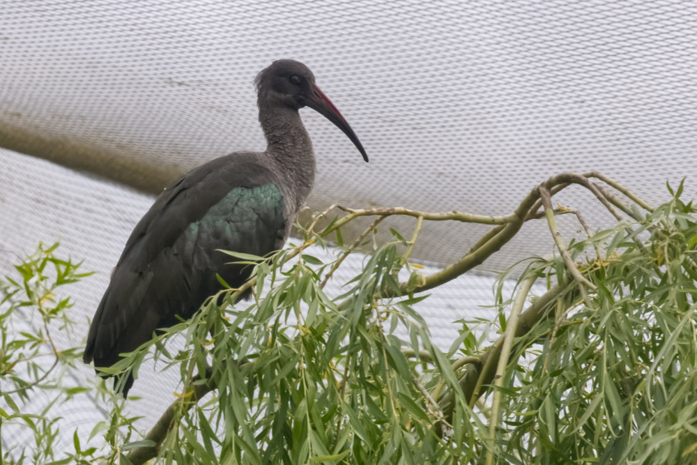 Hadada ibis 