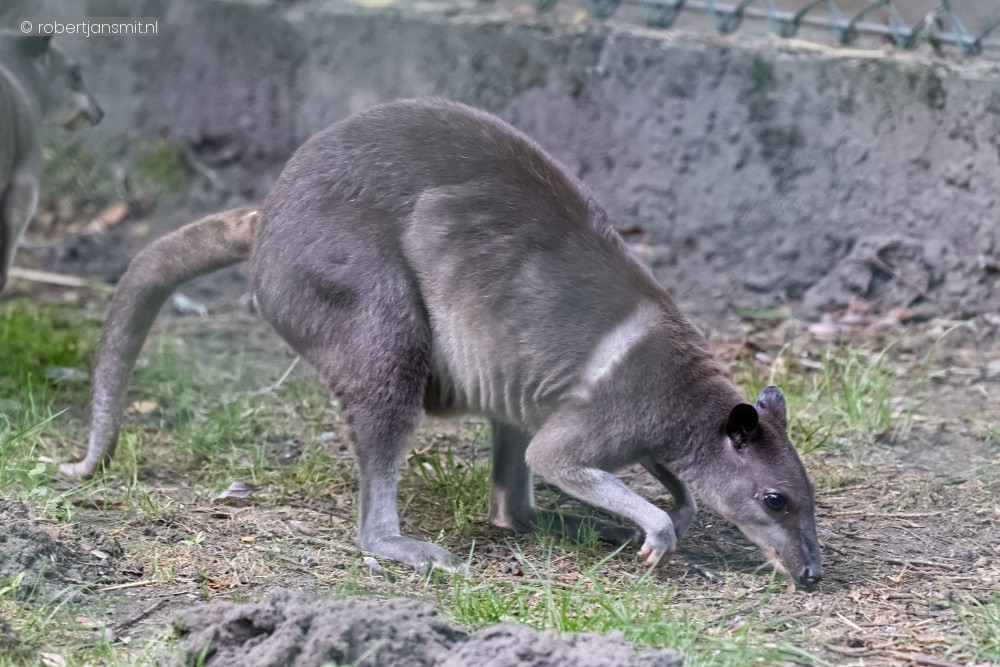 Foto van Hagen wallaby (Dorcopsis hageni) in Best Zoo, Best