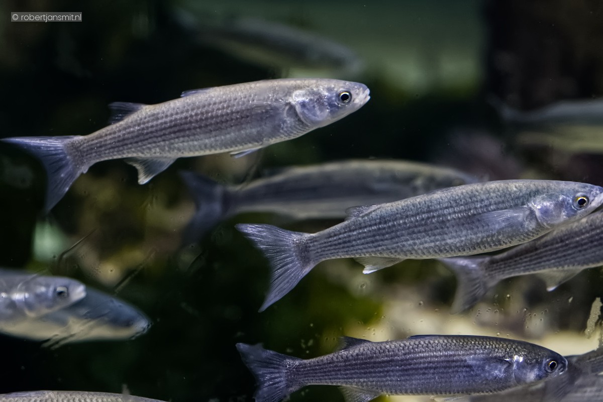 Foto van harders (Mugiliformes) in Artis Amsterdam