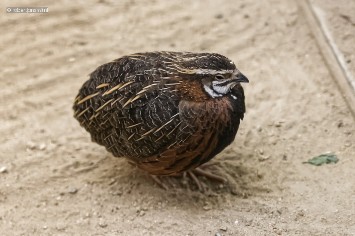 Foto van Harlekijnkwartel (Coturnix delegorguei) in Zoo Berlin