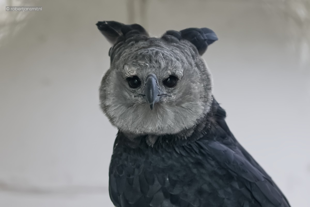 Foto van Harpy Arend (Harpia harpyja) in Tierpark Berlin