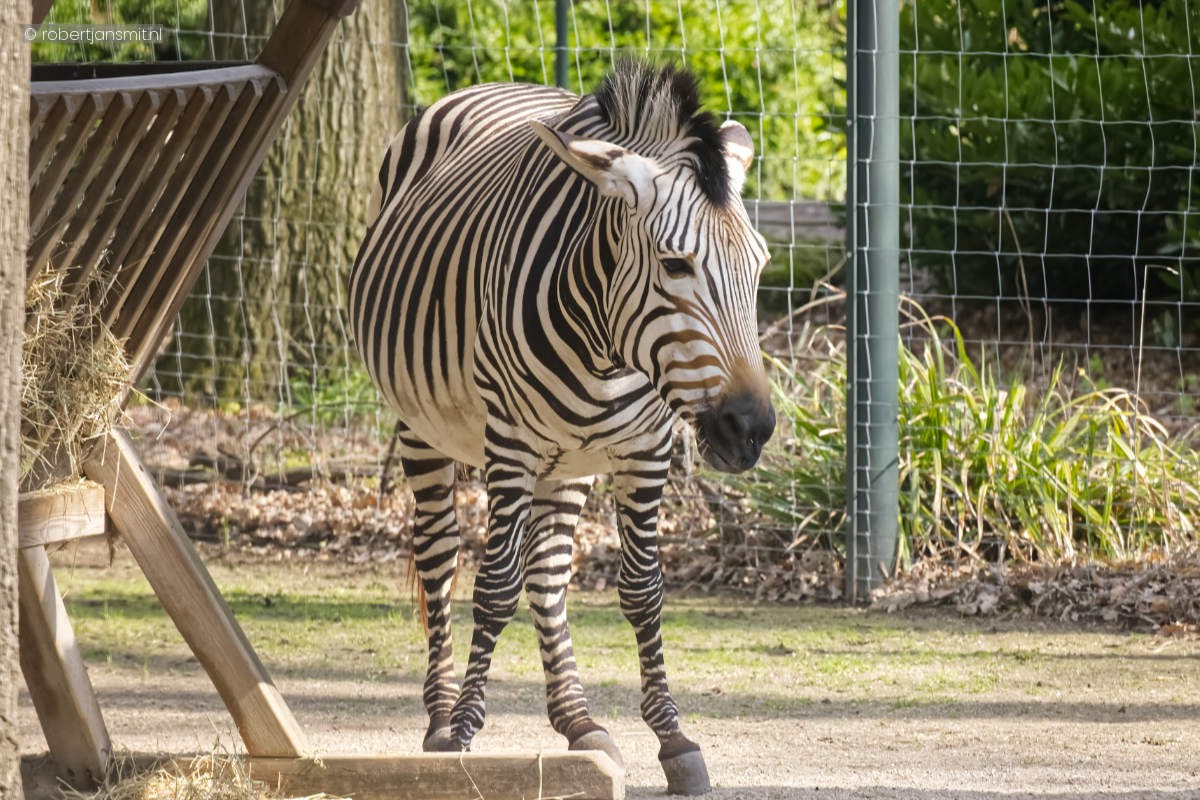 Foto van Hartmanns bergzebra (Equus zebra hartmannae) in Zoo Krefeld