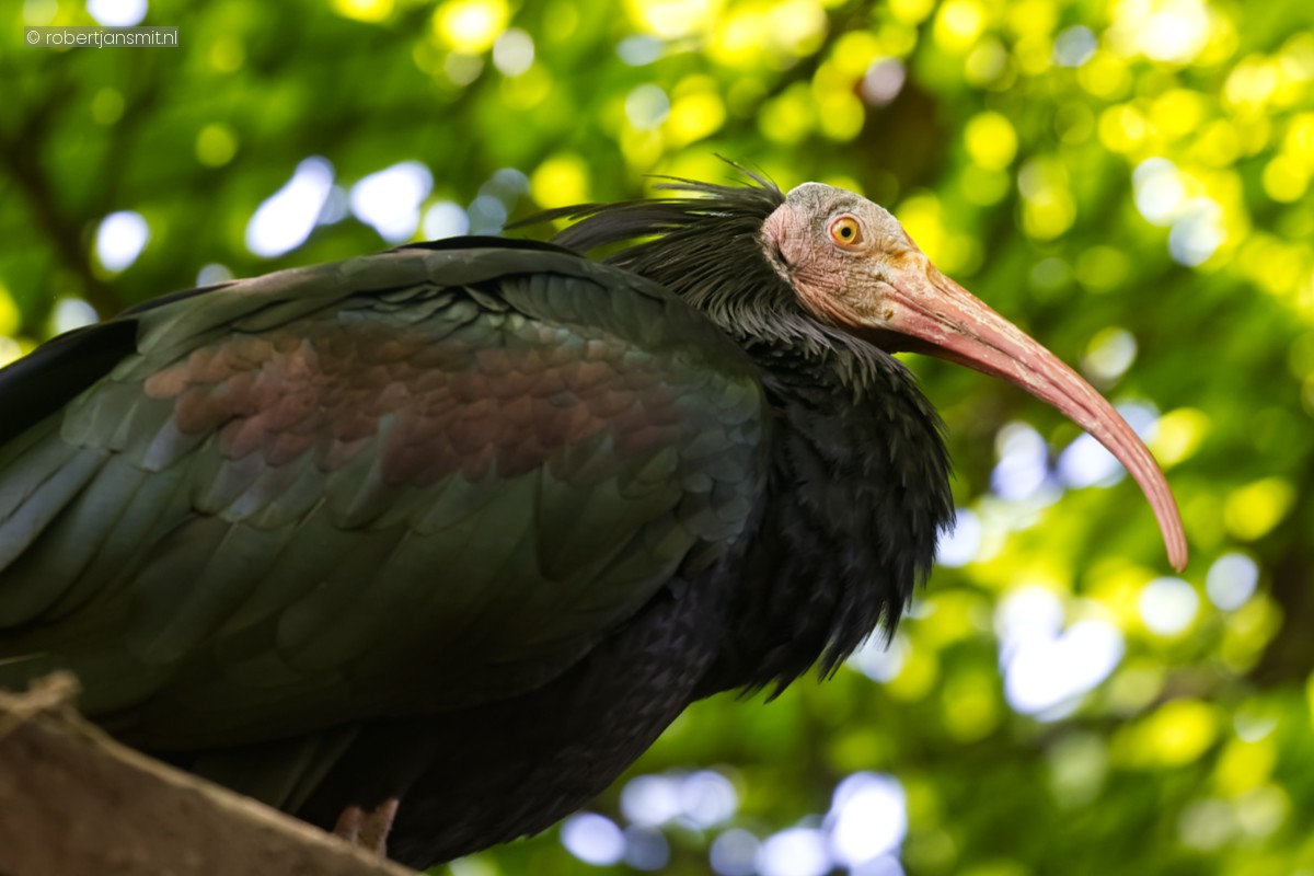 Foto van Heremietibis (Geronticus eremita) in Dierenpark Amersfoort