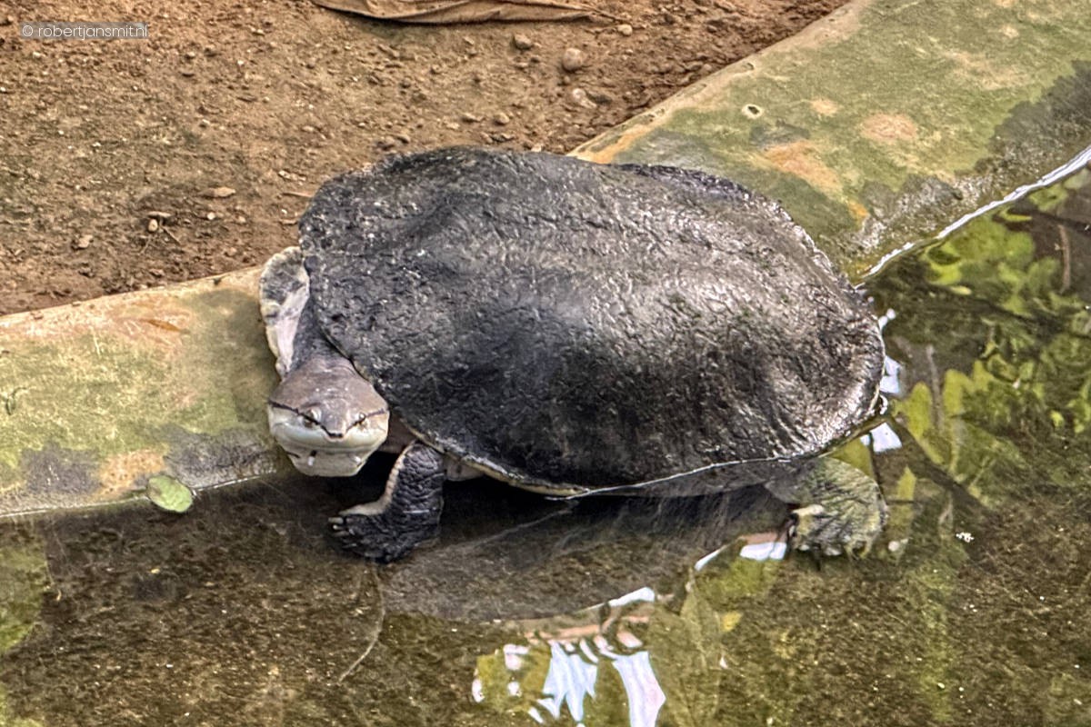 Foto van Kikkerkopschildpad (Phrynops hilarii) in Zoo Krefeld