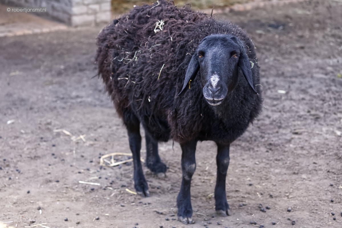Foto van Hissar-schaap (Ovis aries hissar) in Tierpark Berlin