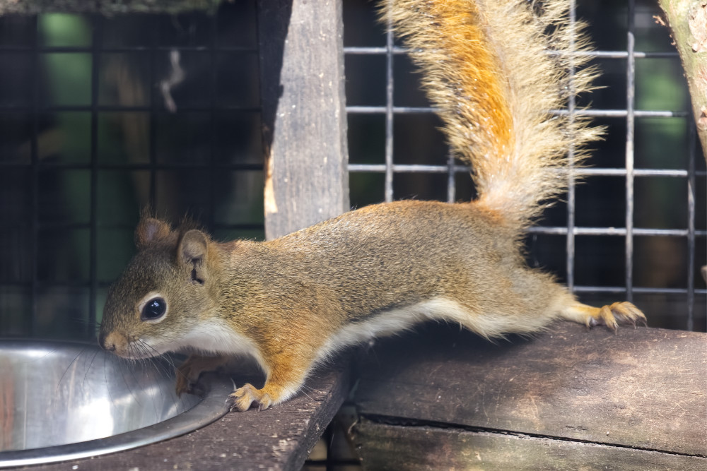 Foto van Hudson eekhoorn (Tamiasciurus hudsonicus) in Faunapark Flakkee