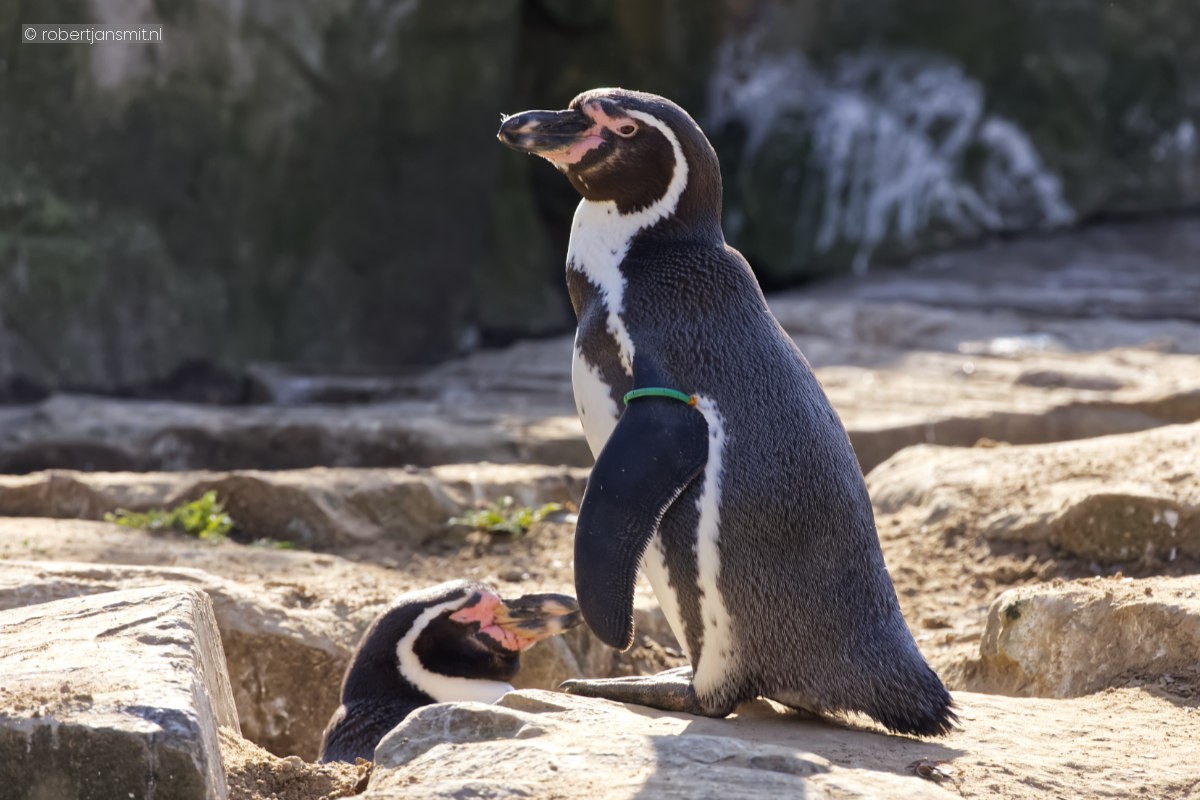 Foto van Humboldt pinguïn (Spheniscus humboldti) in Zoo Berlin